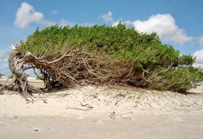 Árvore caída, Jericoacoara, Agarre o Mundo