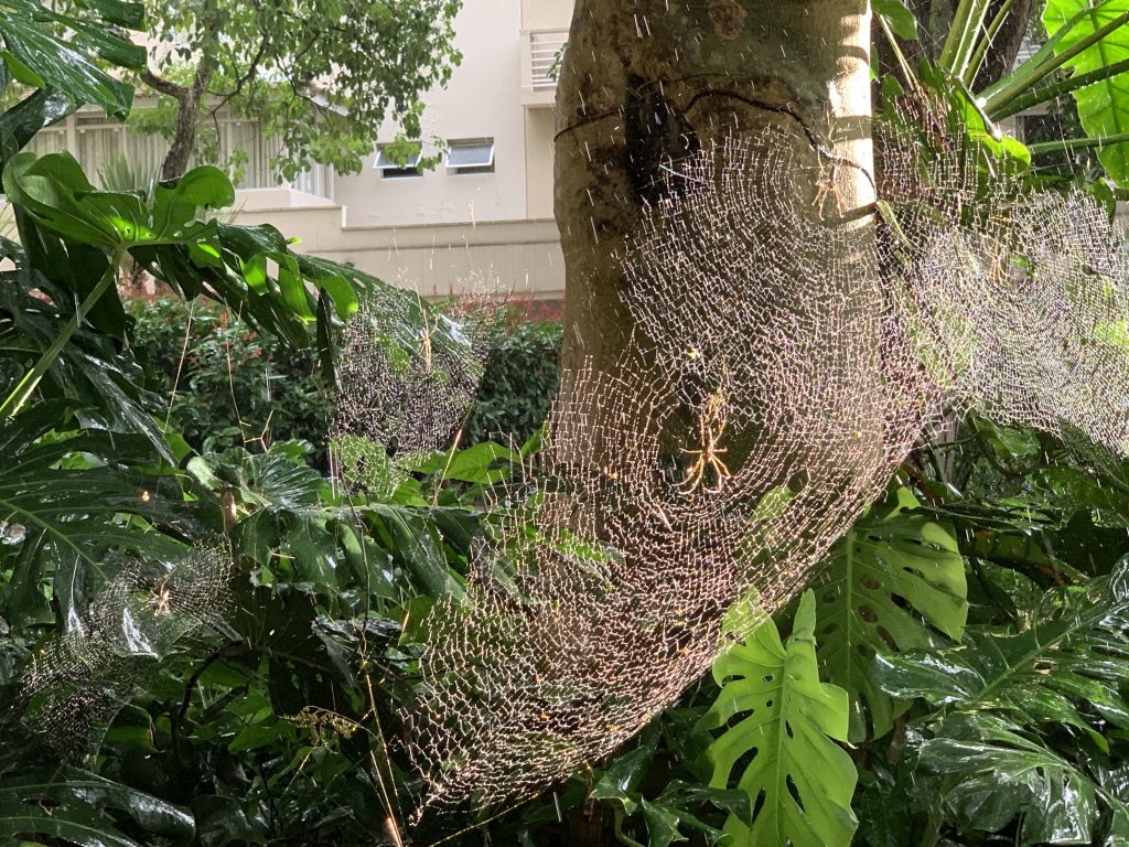 Aranhas se refrescando na chuva ao lado do Hotel Pousada, Rio Quente Resorts, Agarre o Mundo