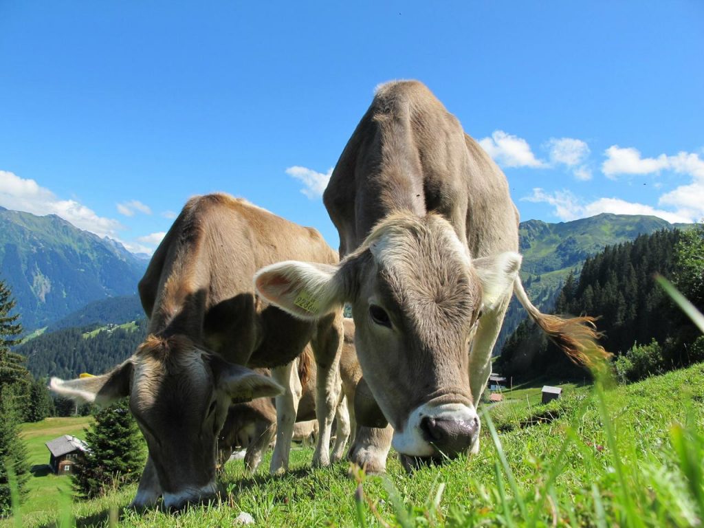 Vacas num pasto, Post Rio Quente Resorts, Agarre o Mundo