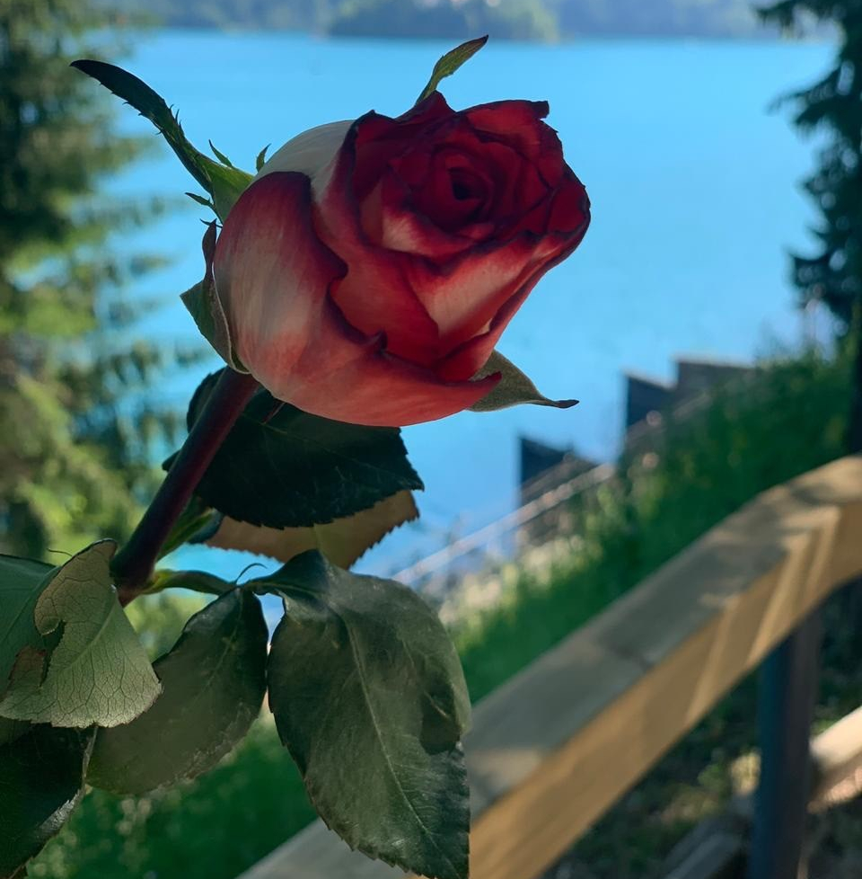 Rosa vermelha, Bled, Eslovênia, Agarre o Mundo