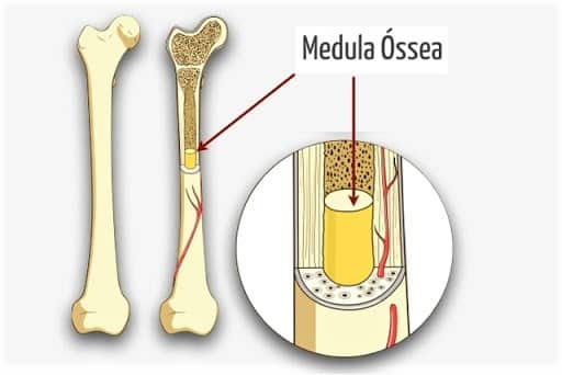 Medula óssea é um tecido líquido localizado dentro dos ossos, Post Medula Óssea, Agarre o Mundo