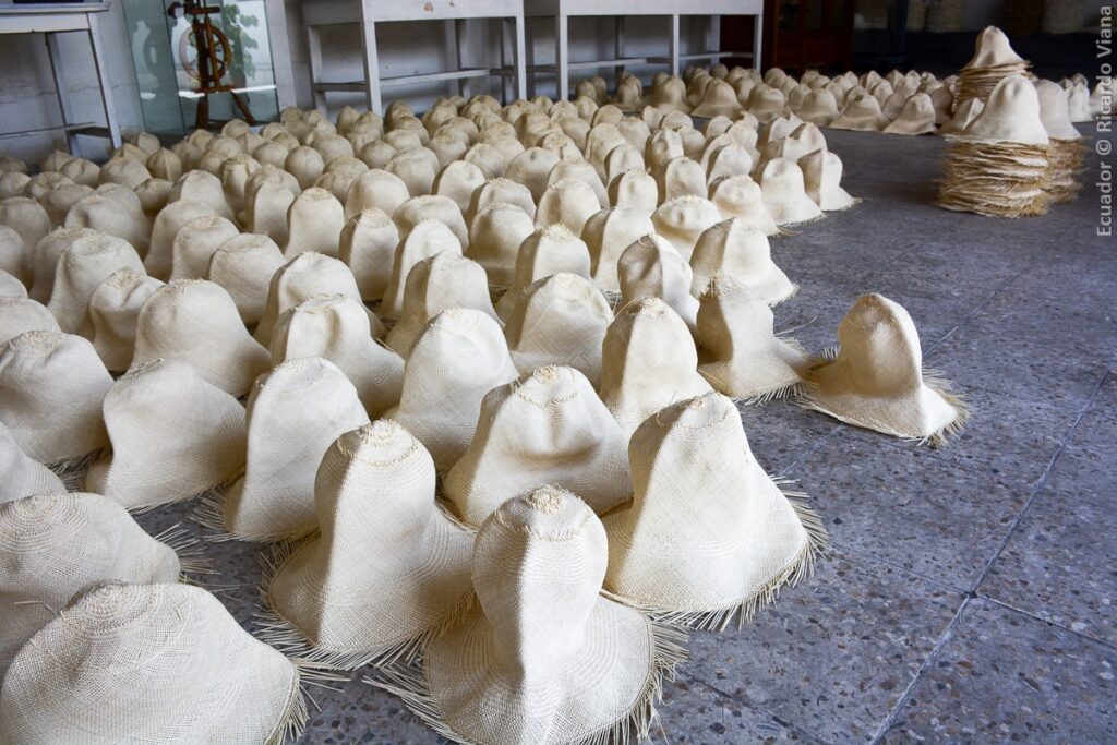 Processo de fabricação do chapéu Panamá, Agarre o Mundo
