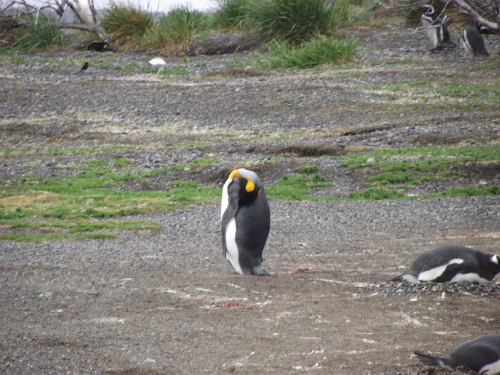 Pinguin-rei, Isla Martillo, Ushuaia, Agarre o Mundo