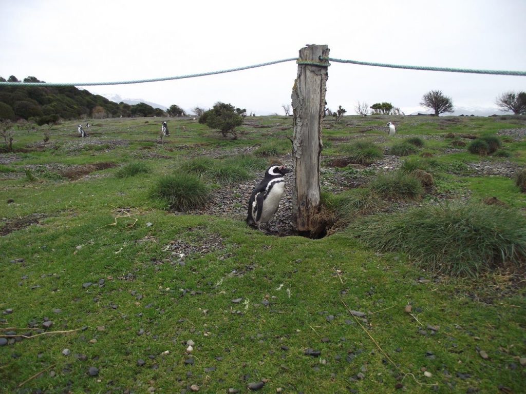 Pinguin próximo ao ninho, Ushuaia, Agarre o Mundo