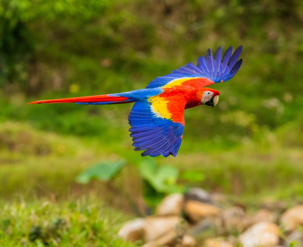 Araras na Costa Rica,  Agarre o Mundo