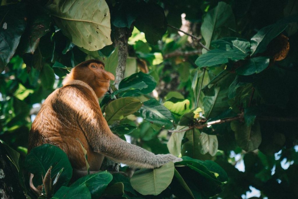 Macaco Malásia, Agarre o Mundo