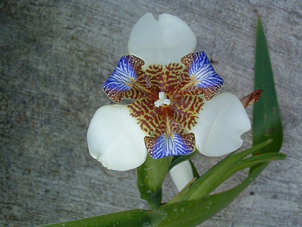 Orquídeas da Costa Rica, Agarre o Mundo