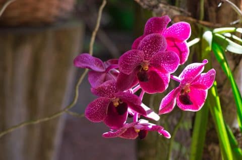 Orquídeas da Costa Rica, Agarre o Mundo