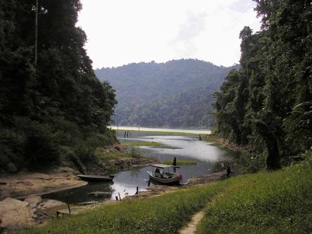 Floresta Malásia, Agarre o Mundo
