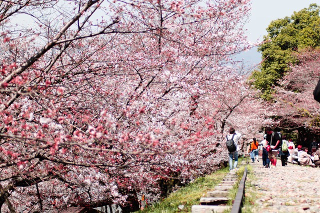 Kyoto, Japão, Agarre o Mundo