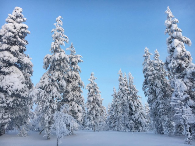 Lapônia, árvores com neve, Agarre o Mundo