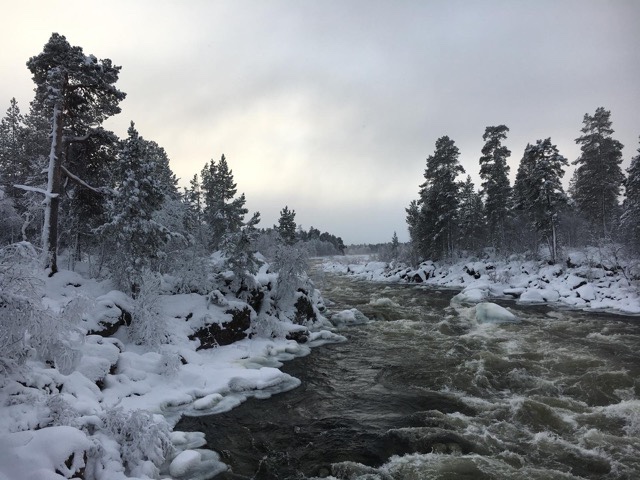 Lapônia, árvores com neve, Agarre o Mundo