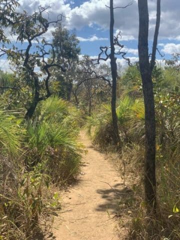 Chapada dos Veadeiros, vegetação, Agarre o Mundo