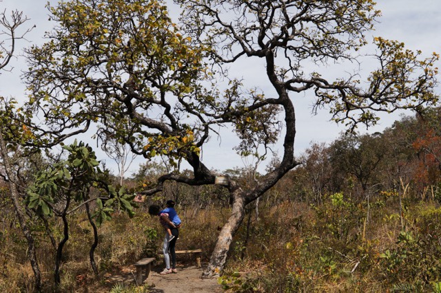 Pequizeiro, Trilha Complexo Vargem Redonda, Chapada dos Veadeiros, Cavalcante, Agarre o Mundo