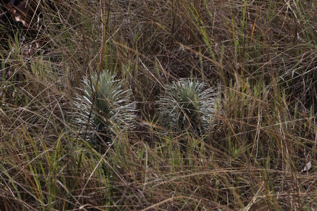 Arnica, Cavalcante, Chapada dos Veadeiros, Cavalcante, Agarre o Mundo