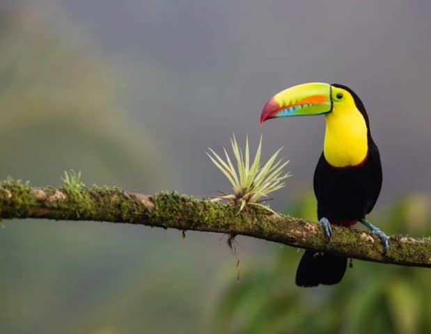 Tucano na Costa Rica