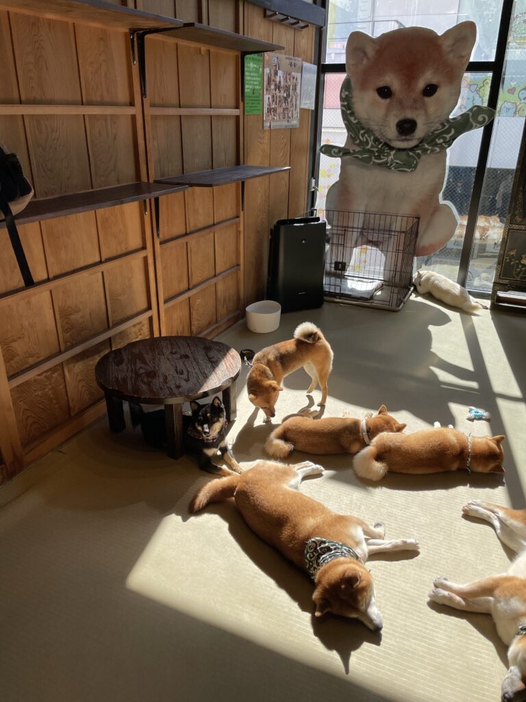 Mame Shiba Inu Cafe, Tóquio