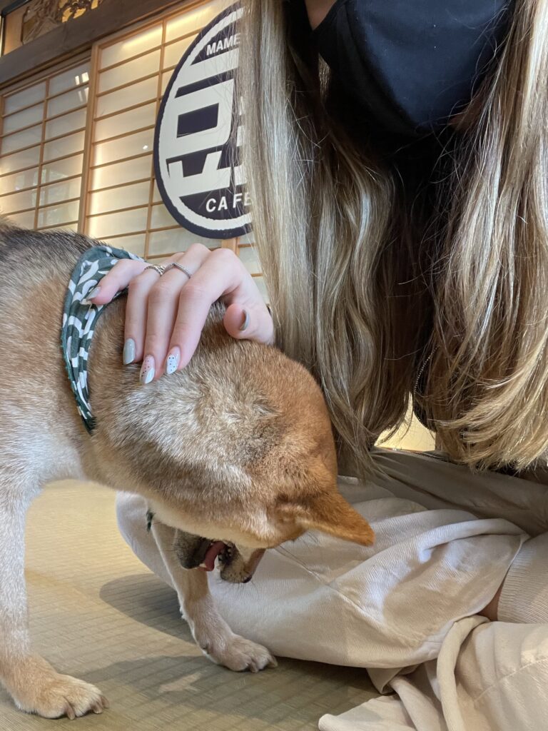 Mame Shiba Inu Cafe, Tóquio