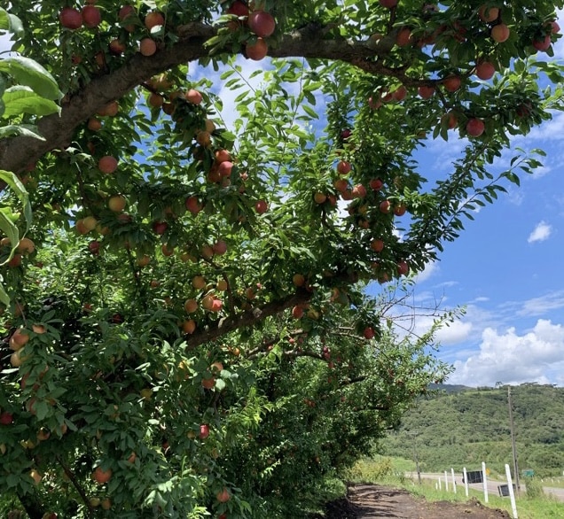 Macieiras perto de Urubici